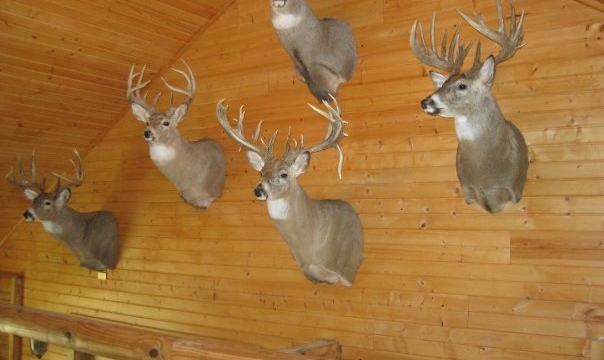Whitetail River Lodge & Outfitter