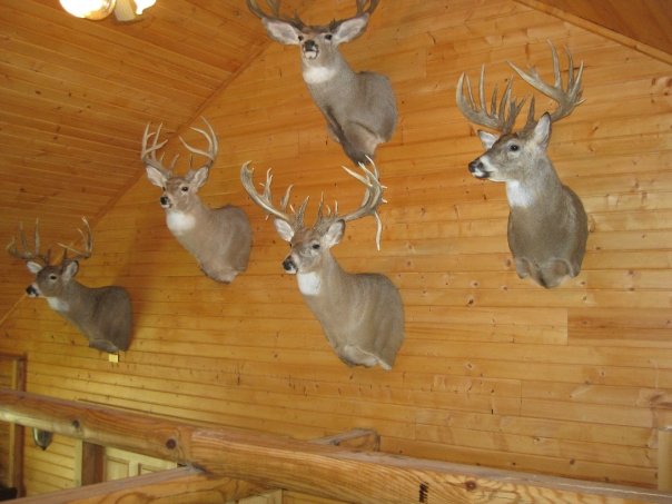 Whitetail River Lodge & Outfitter